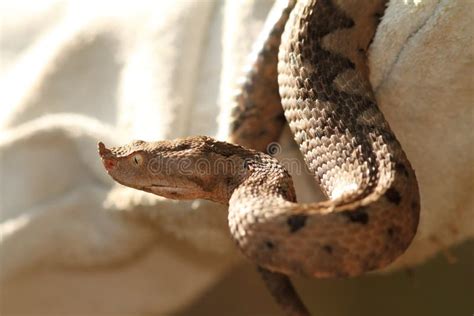 Sand Viper Basking in Natural Habitat Stock Photo - Image of dangerous ...