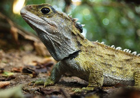 Explainer: How invasive species ratted out the tuatara | Tuatara ...