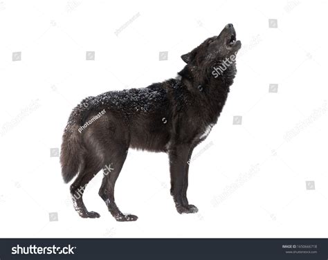 9,283 Howling wolf black Images, Stock Photos & Vectors | Shutterstock