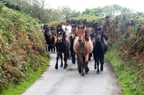 Horse Life and Love: Dartmoor Ponies