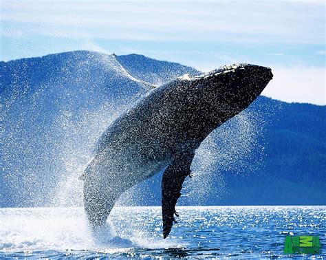 3840x2160px | free download | HD wallpaper: Animal, Whale, Breaching ...