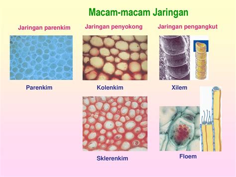 Detail Gambar Jaringan Epidermis Tumbuhan Koleksi Nomer 50