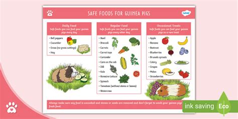 Safe Foods for Guinea Pigs - List - Pet Care - Twinkl Pets