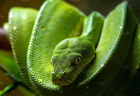 Green tree python featuring snake, green, and reptile | Amphibien ...