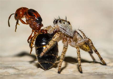 What Do Jumping Spiders Eat? – WhatBugIsThat