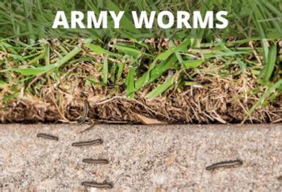 Army Worm Control & Pest Prevention | Lawn Doctor of Marietta