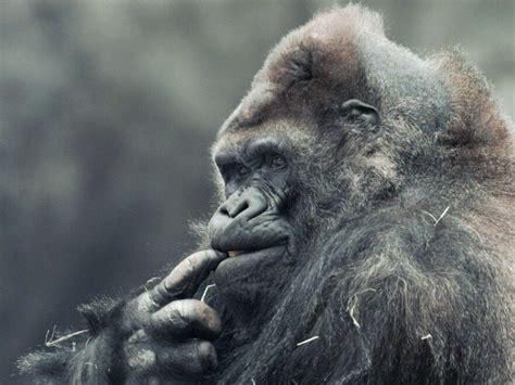 Meet 'Ivan': The Gorilla Who Lived In A Shopping Mall