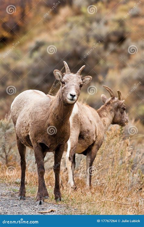 Bighorn Sheep Ewe stock photo. Image of beautiful, pair - 17767264