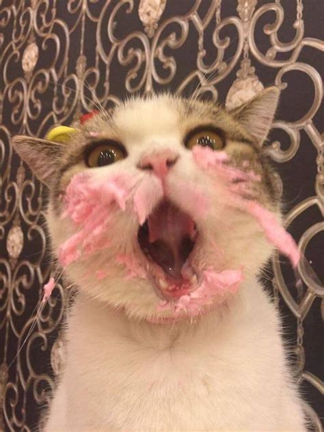 Cat Eating Cake On His Birthday Is Adorable - We Love Cats and Kittens