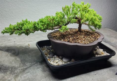 Bonsai Tree Humidity / Drip Trays - Bonsai Tree Gardener