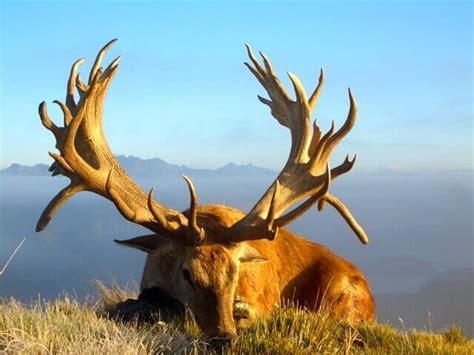 New Zealand – Land of the giant red deer