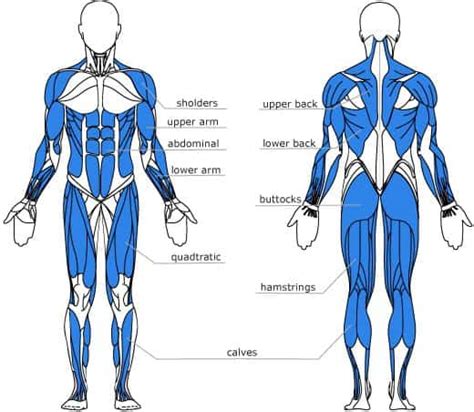 Rowing Machine Muscles Used [Complete Breakdown] • Rowing Machine King