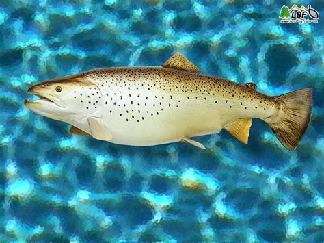 🔥 [50+] Brown Trout Wallpapers | WallpaperSafari