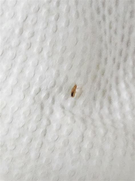 Identification - bedbug nymph or book louse? : r/Bedbugs