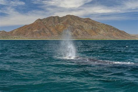 Grey Whale in Magdalena Bay Baja California Stock Image - Image of cetacean, bahashy: 245034535