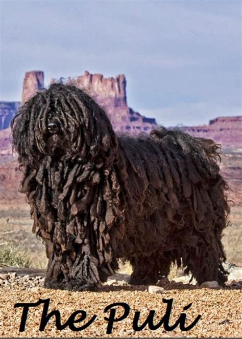 Dog Breeds With Dreadlocks - Daily Dog Discoveries