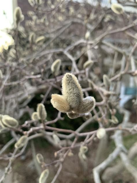 Is this a magnolia tree? Zone 7 : r/gardening