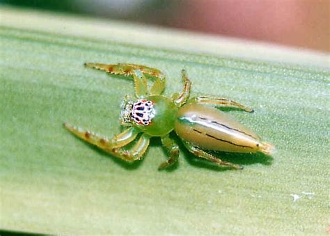 Green Jumping Spider - Mopsus mormon