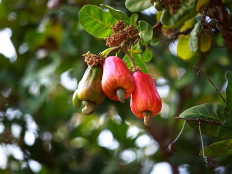 Where Do Cashews Grow