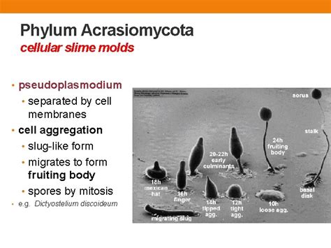 FUNGUSLIKE PROTISTS Phylum Myxomycota Phylum Acrasiomycota Phylum Oomycota