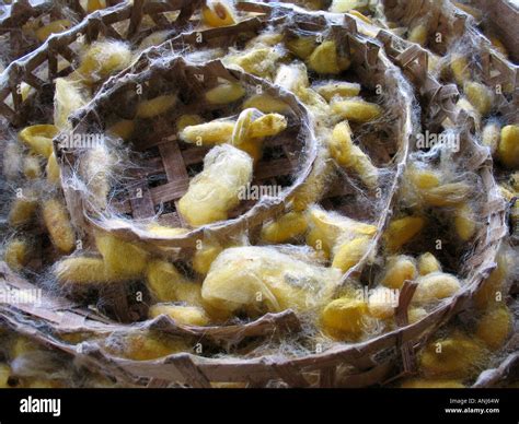 Silk Moth Cocoon Stock Photos & Silk Moth Cocoon Stock Images - Alamy