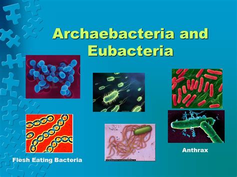 Eubacteria And Archaebacteria Examples