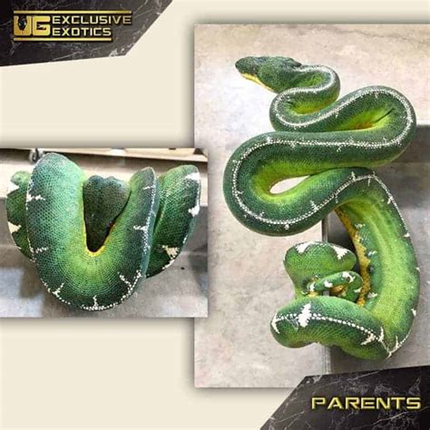 Amazon Basin Emerald Tree Boa For Sale - Underground Reptiles