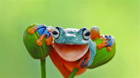 Bing HD Wallpaper Mar 20, 2022: World Frog Day - Bing Wallpaper Gallery