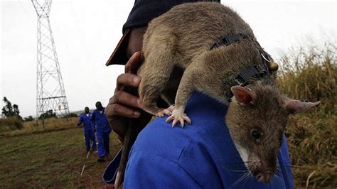 Giant African Rats Are Trained To Be Heroes And Sniff Out Landmines