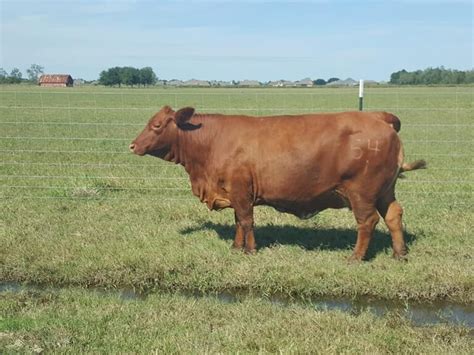 Beefmaster Cattle: The Ultimate Guide for Cattle Ranchers - Nili Ravi