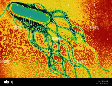 Salmonella food-poisoning bacteria Stock Photo - Alamy