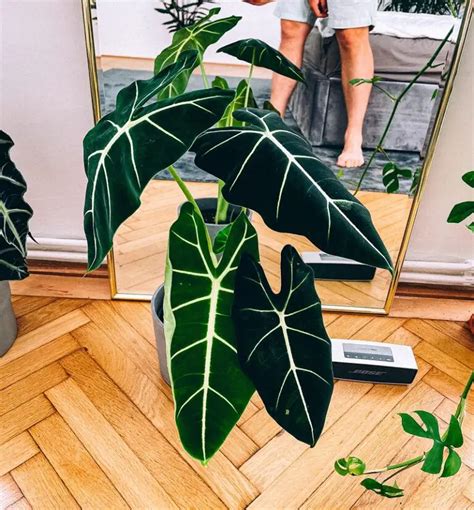 Alocasia Frydek Care: How to Care for Alocasia Frydek - Pat Garden