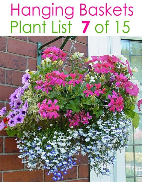 Brilliant Best Flowers For Shade Hanging Baskets Plant Trays White ...