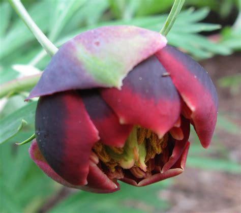 DryStoneGarden » california peony