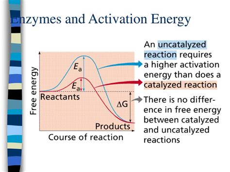 PPT - Metabolism PowerPoint Presentation, free download - ID:1153506