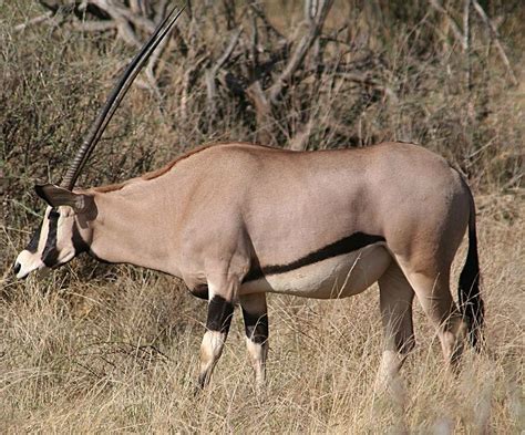 Oryx Hunting