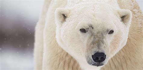 29 Cool Facts About Polar Bears That You Should Know - The Fact Site