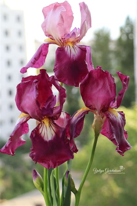 Bouquet of irises Purple flowers bouquet Spring flowers Real | Etsy