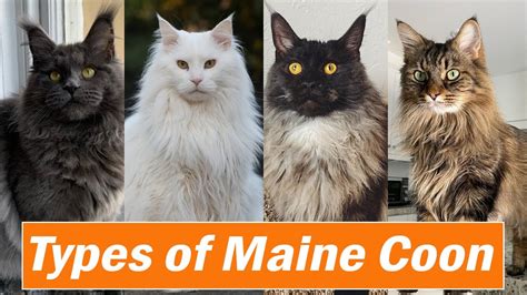 Different Types of Maine Coon Colors and Pattern |Which is your ...