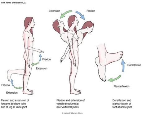 Flexion Anatomy - Human Anatomy