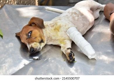 Dog Injuries Leg Fracture Lying Stock Photo 2145500707 | Shutterstock