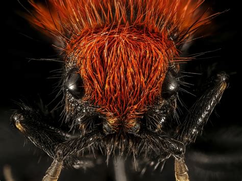 Red Velvet Ant Free Stock Photo - Public Domain Pictures