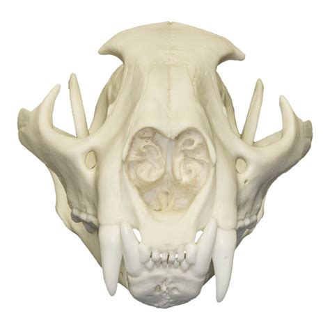 Replica Mountain Lion Skull (Male) — Skulls Unlimited International, Inc.