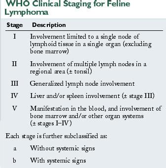 gi lymphoma in cats bloodwork - Jonell Croft