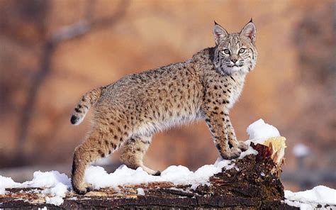 A lynx, mountain, wild life, cat, lynx, HD wallpaper | Peakpx