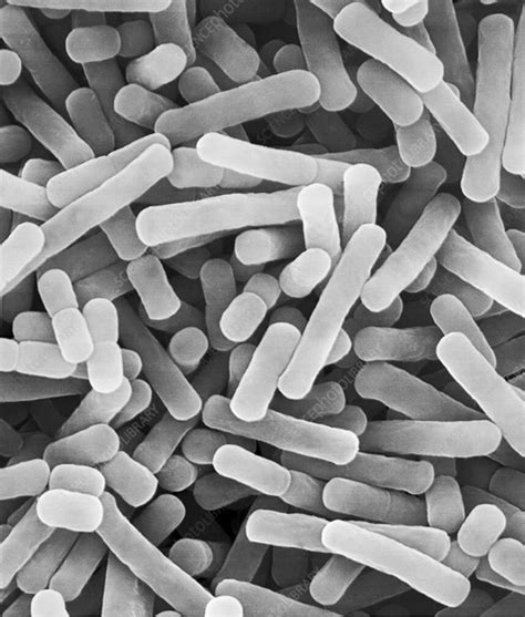 Lactobacillus 101 | Animal Health Probiotics from QB Labs