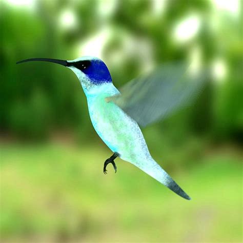 colibri bird 3d model