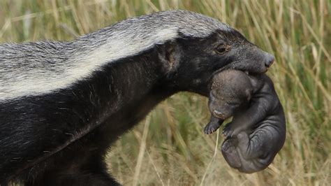 How Does A Honey Badger Survive A Snake Bite - Snake Poin