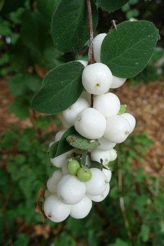 snowberry | Fruit garden, Fruit flowers, Fruit