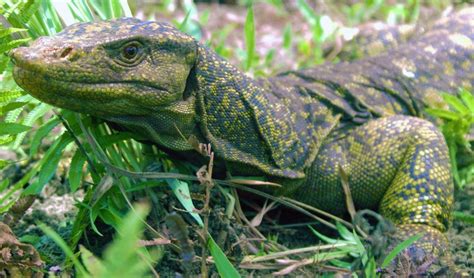 New species of giant lizard discovered in Philippine forests | Daily ...